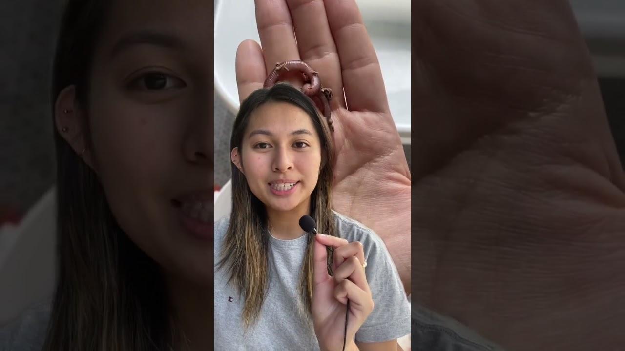 Embedded video