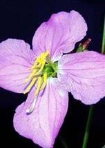 Maryland Meadowbeauty (Rhexia Mariana), Seed Packet, True Native Seed image