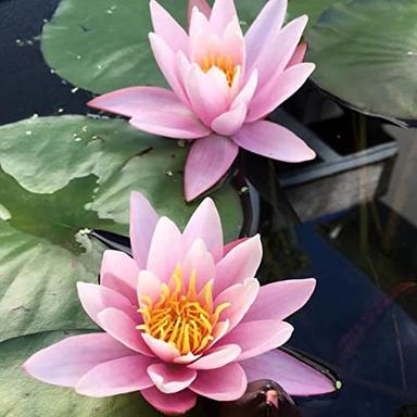 Live Aquatic Hardy Water Lily | Pre-Grown, Pre-Rooted, Hardy Water Lily for Your Pond or Patio Water Garden | Drop-N-Grow Convenience - Pink image