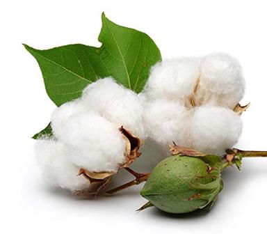 KVITER White Cotton 25 Seeds - Gossypium Hirsutum Cotton Plant, Easy Grow Perennial Shrub Upland Cotton, Winter Hardy Showy Flowers Plants, Mexican Cotton Seeds for Growing image