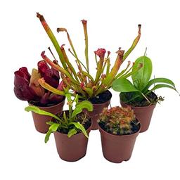 BubbleBlooms Carnivorous Plant Assortment Set, 5 Live Different Plants in 2 inch Pots image