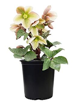 Green Promise Farms FPHELBIP Helleborus-X 'Ivory Prince' (Christmas Rose) Walhelivor Perennial Live Plant, 1 Gallon, White image