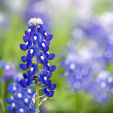 Texas Bluebonnet Wildflower Seeds (Lupinus texensis) - Over 750 Premium Seeds - Created By Nature image