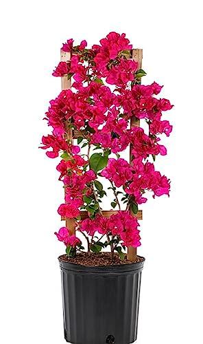 Bougainvillea Live Well Established Plant in 6" Pot with Trellis Assorted Bright Colors Flowering Vine Indoor/Outdoor Perinneal/Annual image