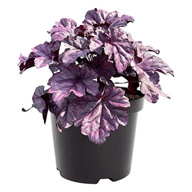 Live Heuchera (Coral Bells) - Shades of Purple - Beautiful Shade Perennial - Healthy Spring Plant - 12" Tall by 6" Wide in 2.5 Qt Pot image