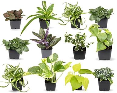 Easy to Grow Houseplants (12 Pack) Live House Plants in Plant Containers, Growers Choice Plant Set in Planters with Potting Soil Mix, Home Décor Planting Kit or Outdoor Garden Gifts by Plants for Pets image