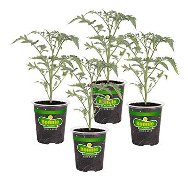 Bonnie Plants Early Girl Tomato 19.3 oz. 4-pack image