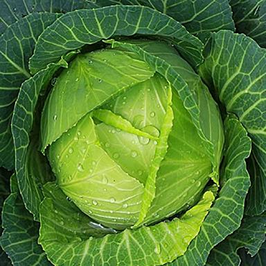 Cabbage Seeds for Planting – Non-GMO Heirloom Vegetable Seeds – Full Instruction Packets to Plant in Your Home Outdoor Garden – Gardening Gift – 200 Copenhagen Cabbage Seeds Per Pack (1 Packet) image