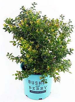 Bushel and Berry™ - Vaccinium cor. Blueberry Glaze (Blueberry) Edible-Shrub, , #2 - Size Container image