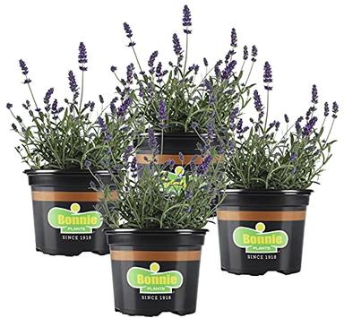 Bonnie Plants Lavender Live Edible Aromatic Herb Plant - 4 Pack, 12 - 14 in. Tall Plant, Baking, Teas, Sugars, Jellies image