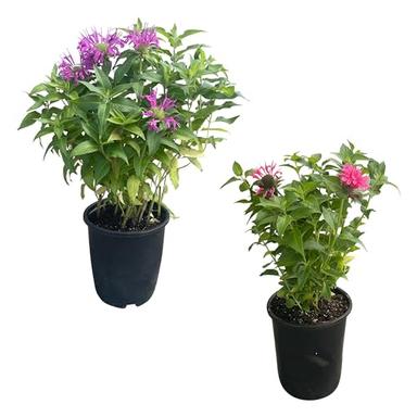 Live Flowering Bee Balm - Assorted Colors (2 Plants Per Pack), Pollinator - Attracts Butterflies, 10" Tall by 4" Wide in 1 Qt Pot image