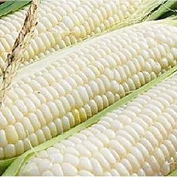 Ohio Heirloom Silver Queen Sweet Corn Seeds - Planting Excellence with 50+ Premium Seeds for Your Garden, Non-GMO, Non-Hybrid, and USDA Certified - Start Growing Today! image