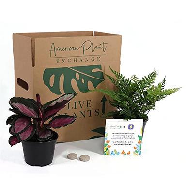 American Plant Exchange Endless Foliage Box, Live Houseplants, Care and Feeding Subscription Box, Small image