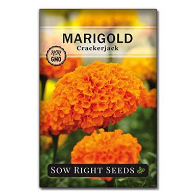 Sow Right Seeds Crackerjack Marigold Seeds for Planting - Non-GMO Heirloom Seed Packet with Instructions - Companion Plant - Orange & Yellow Blooms Attract Bees and Butterflies, Deter Mosquitoes (1) image