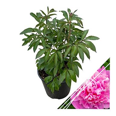 Live Flowering Perennial Peony - Dr. Alexander Fleming, Beautiful Blooms and Color, 18" Tall by 8" Wide in 3 Quart Pot image