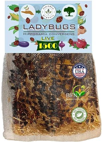 Clark&Co Organic 1x1500 Live Ladybugs Live Ladybugs - Good Bugs - Guaranteed Live Delivery! image
