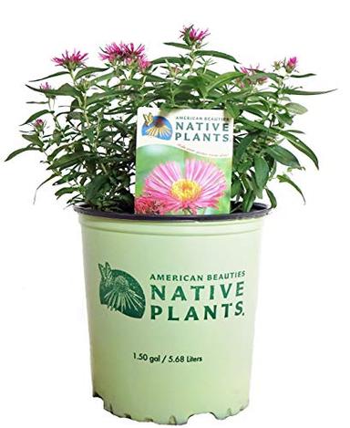 American Beauties Native Plants - Aster 'Alma Potchke' (New England Aster) Perennial, hot pink, #2 - Size Container image