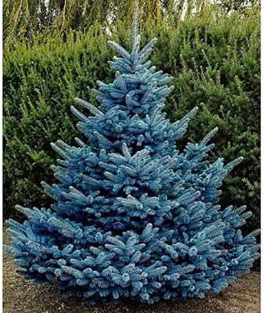100 Blue Spruce Seeds for Planting | Colorado Blue Spruce, Picea pungens glauca | Attractive Trees fro Privacy or Landscaping image