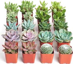 Shop Succulents Assorted Succulent Plant Pack Bulk Collection - Live Mini Succulent Plants, Low Maintenance, Mixture of Colors & Textures - Wedding and Party Favors, Gift & Garden, Pack of 20 image