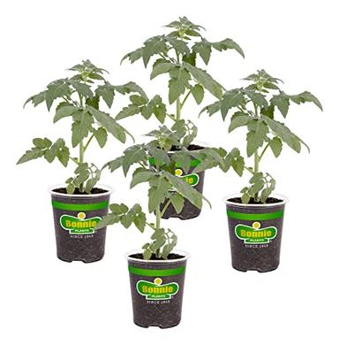 Bonnie Plants Big Boy Tomato Live Vegetable Plants - 4 Pack, 6 - 10 Ft. Plants, 16 - 32 Oz. Tomato Size image