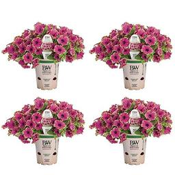 4.25 in. Eco+Grande, Supertunia® Picasso in Purple® (Petunia) Live Plant, Purple Flowers image