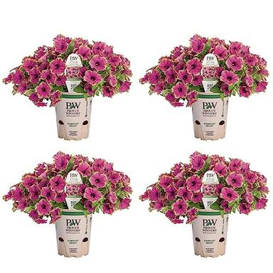 4.25 in. Eco+Grande, Supertunia® Picasso in Purple® (Petunia) Live Plant, Purple Flowers image