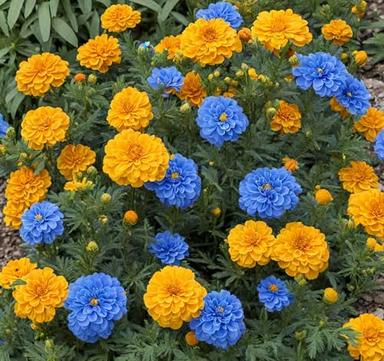 200+ Marigold Seeds: Dazzling Gold & Blue Mix for Vibrant Annual Blooms Pots Outdoor Garden image