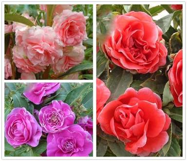 Mixed Double Camellia Impatiens Balsamina Flower Seeds 100 Seeds image