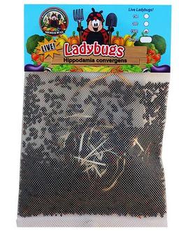 1500 Live Ladybugs - Good Bugs - Ladybugs - Guaranteed Live Delivery! image