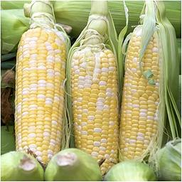 Seed Needs, 230+ Peaches & Cream Sweet Corn Seeds (Zea mays) Untreated and Non-GMO Bulk image