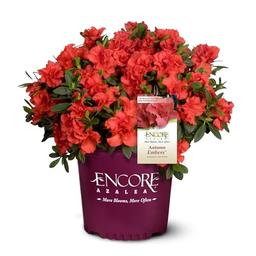 1 Gallon, Azalea Encore Autumn Embers, Bright Red Blooms image