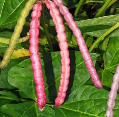 TomorrowSeeds - Top Pick Brown Crowder Cowpea Seeds - 50+ Count Packet - for 2024 Non GMO Southern Pink Hull Red Cow Pea Cream Field Pea image