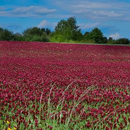 Outsidepride 10 lb. Annual, Nitrocoated, Inoculated Crimson Clover Seed for Pasture, Hay, Green Manure, Cover Crop, & Wildlife Forage image