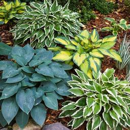 Garden State Bulb Hosta Variegated Mix, Live Bare Root Tubers (Bag of 12) image