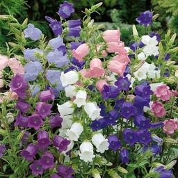 300 Biennial Campanula Canterbury Bells Flower Seeds for Planting image