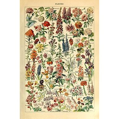 Meishe Art Vintage Poster Print Flower Floral Botanical Collections Garden Flowers and Plants Identification Reference Chart Diagram Home Wall Decor image