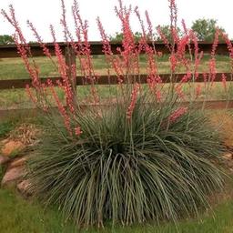 Outsidepride 50 Seeds Perennial Red Yucca Drought Tolerant Plant Seeds image