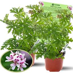 Clovers Garden Citronella Plants – Two (2) Live Plants – Non-GMO - Not Seeds - Each 4" to 8" Tall – in 4" Inch Pots - Citrosa Geranium Plant, Mosquito Repellent, Blooming, Edible image