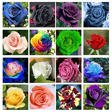 200+ Mix Rose Seeds for Planting Outdoors Flower Bush Perennial Shrub, Non-GMO Heirloom 90% Germination Rate Open Pollinated image