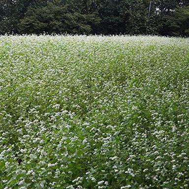 Outsidepride 5 lb. Buckwheat Cover Crop, Grain, Bee Pasture, Pollinator, Wildlife Seed image