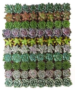 Shop Succulents Rosette Succulent Plant Pack Bulk Collection, Live Mini Succulent Plants, Easy Care, Floral Shaped Indoor Plants, Wedding and Party Favors, Gift & Garden, Pack of 32 image