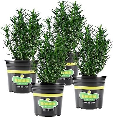 Bonnie Plants Rosemary Live Edible Aromatic Herb Plant - 4 Pack, Perennial In Zones 8 to 10, Great for Cooking & Grilling, Italian & Mediterranean Dishes, Vinegars & Oils, Breads image