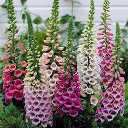 8,000 Foxglove Mix Seeds (Digitalis Purpurea) - by Seeds2Go image