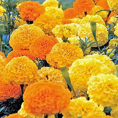2000 African Marigold 'Crackerjack Mix' Seeds, by Seeds2Go image