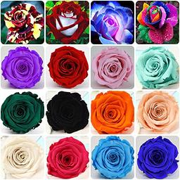 200+ Mixed Color Rose Seeds for Garden Planting 16 Varieties of Bush Perennial Shrub Heirloom 90% Germination Rate Open Pollinated Wonderful Gardening Gifts image