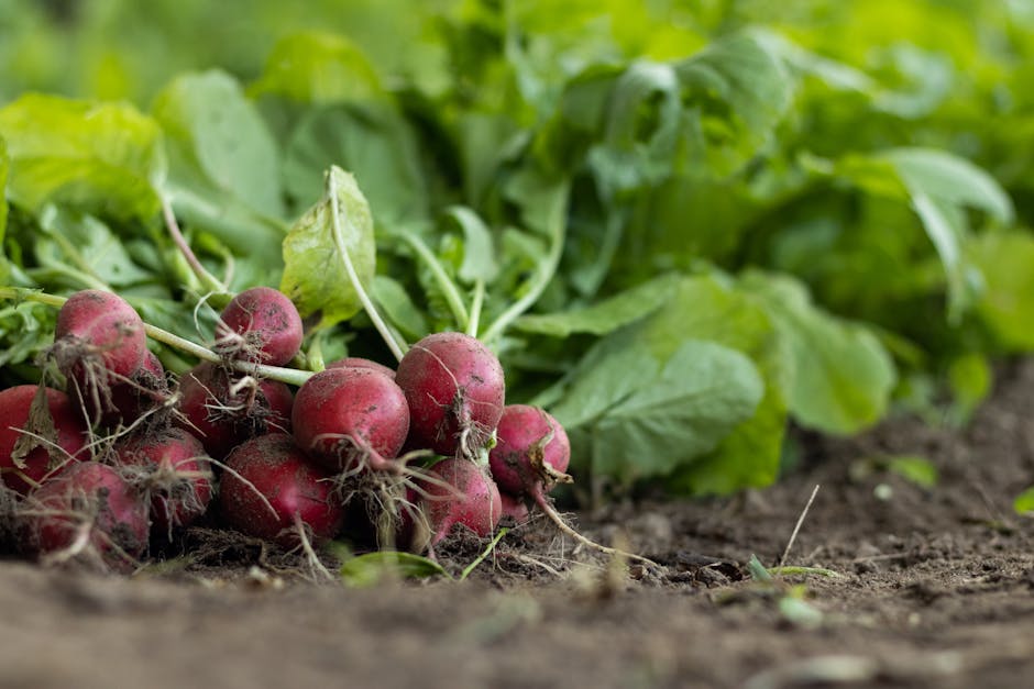 Image about Can Radishes be Frozen? A Comprehensive Guide