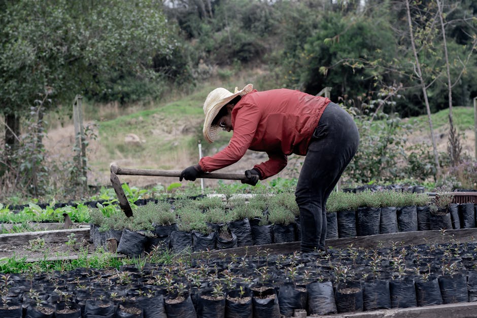 Image about How to Make Garden Rows with a Hoe: Step-by-Step Guide for Healthy Plant Growth