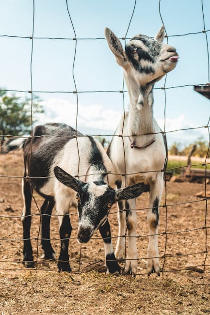 Image about Keeping Goats Out of Your Garden: A Comprehensive Guide