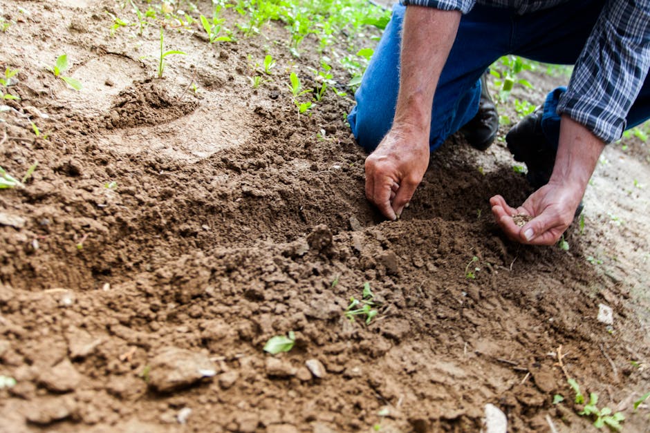 Image about How to Plan Your Vegetable Garden: A Step-by-Step Guide