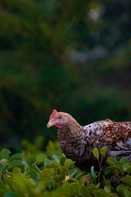 Image about How to Keep Chickens Out of Your Garden: Effective Strategies for Gardeners